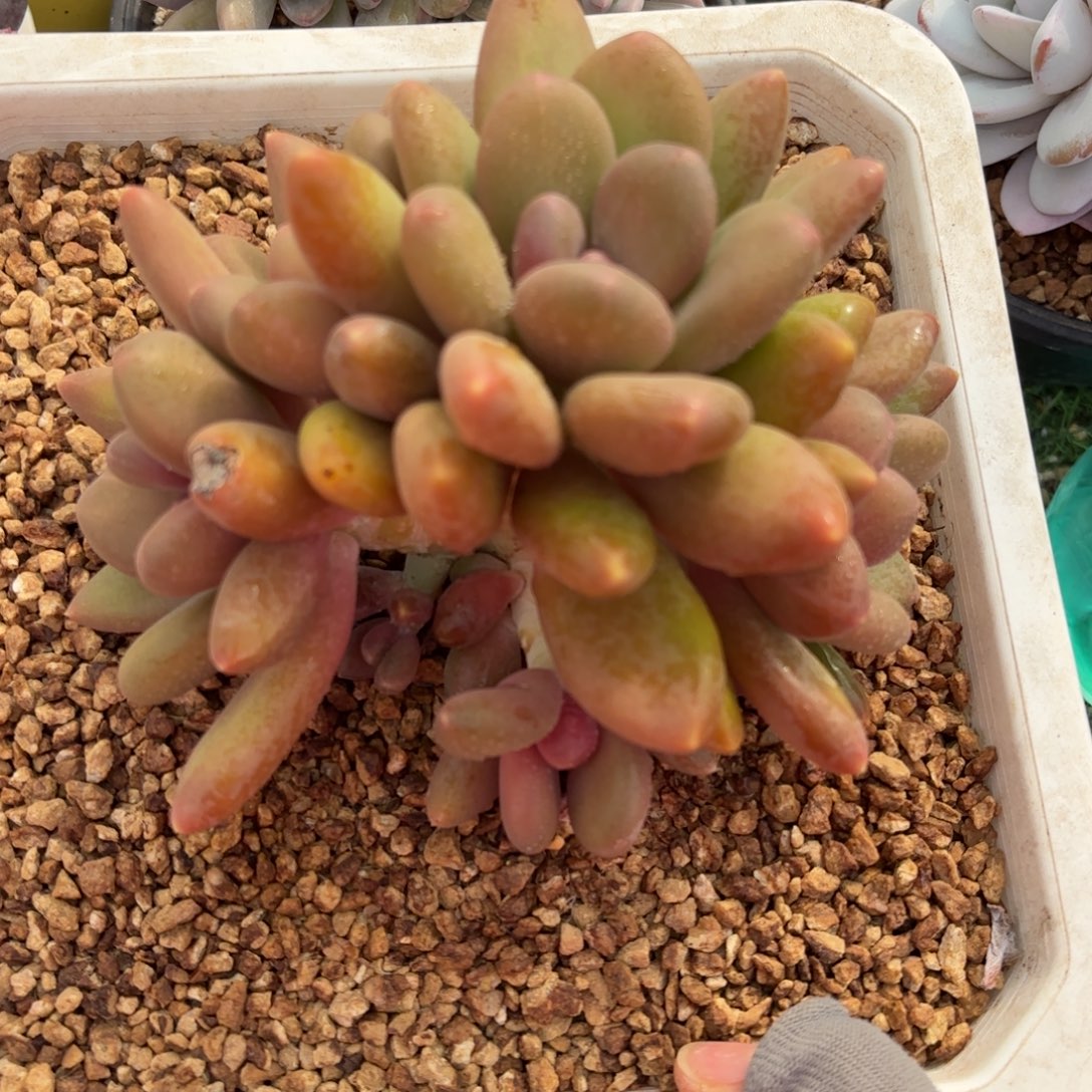 芒果奶多肉888888888888