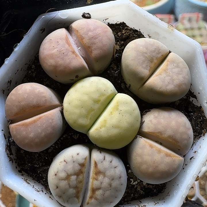 生石花112121。  210