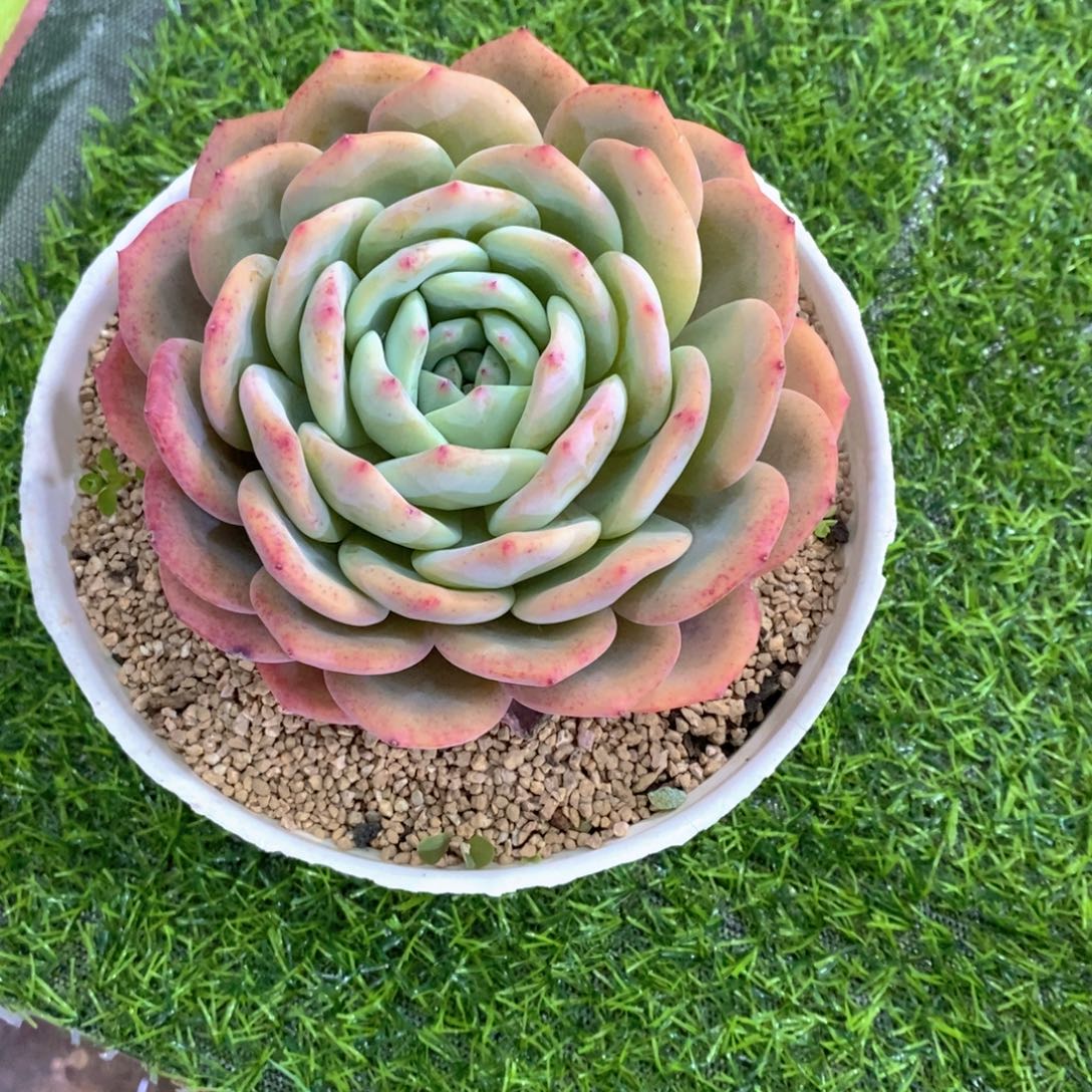 ****生凤橙多肉植物大单