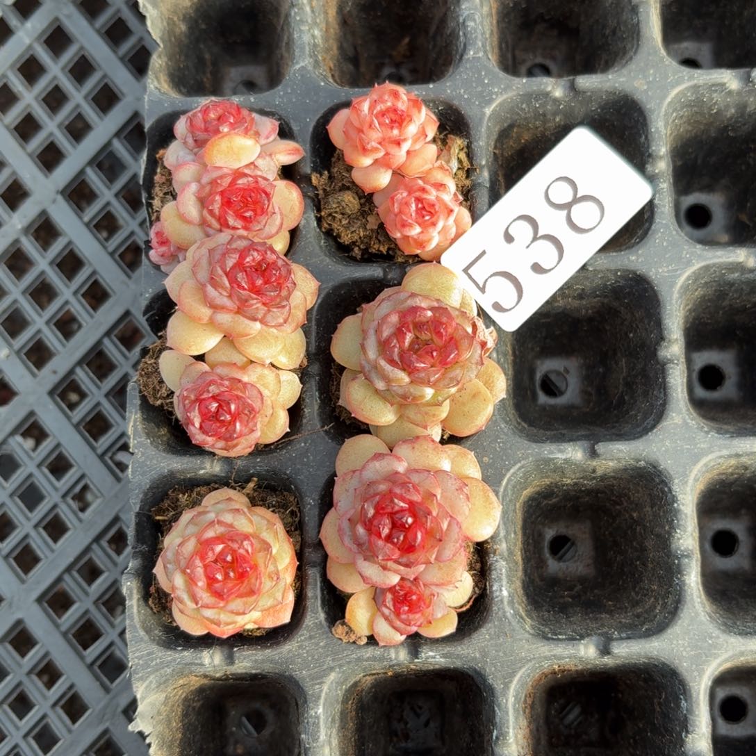 多肉植物多肉植物538