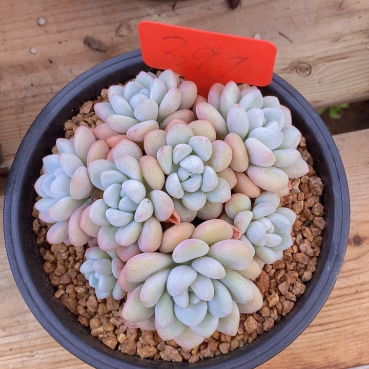 你要吃好了我才给您