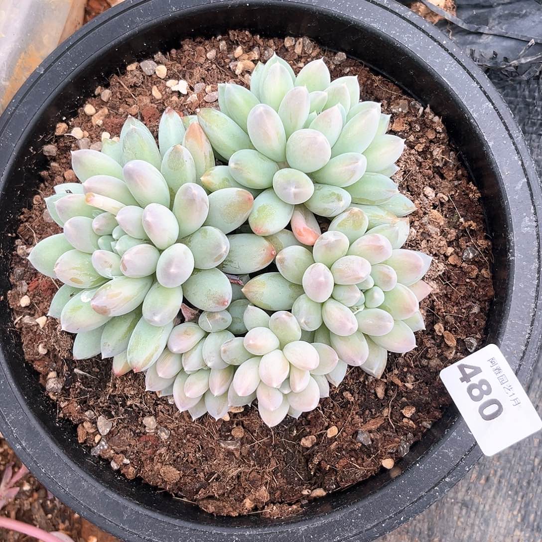 阿雅园艺。         脱土发货480