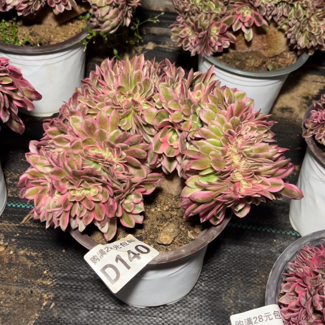 140多肉植物倾城缀化
