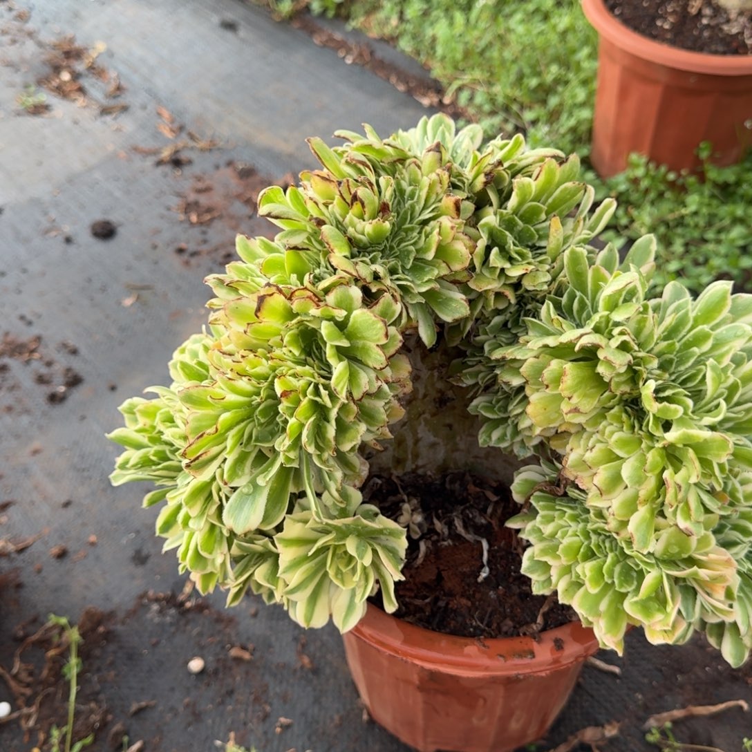 310迈巴赫缀化多肉植物满28包邮