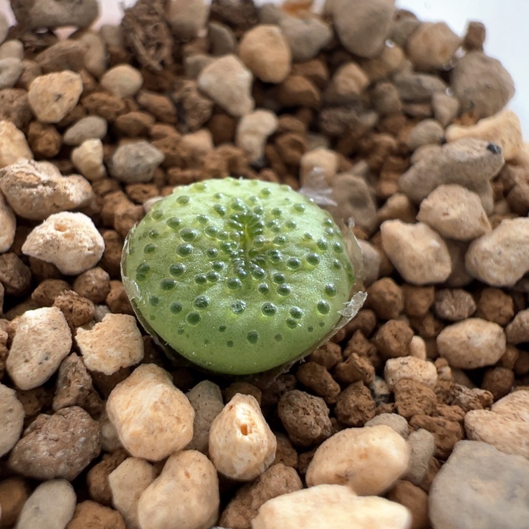 147。优选火龙果安贞 多肉