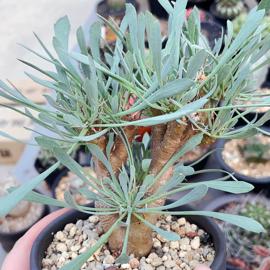 非偏远地区满25包邮仙人球