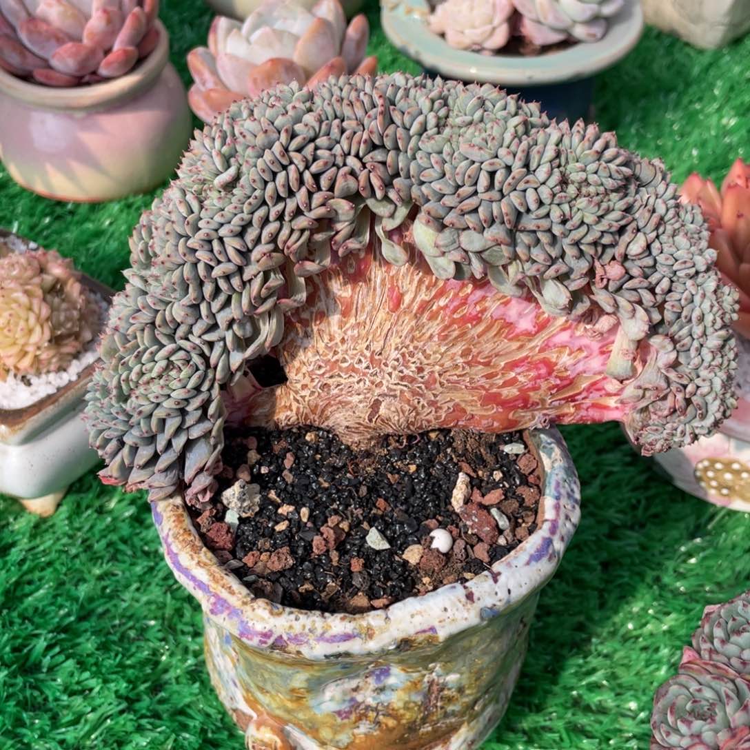 多肉植物盆栽多肉植物