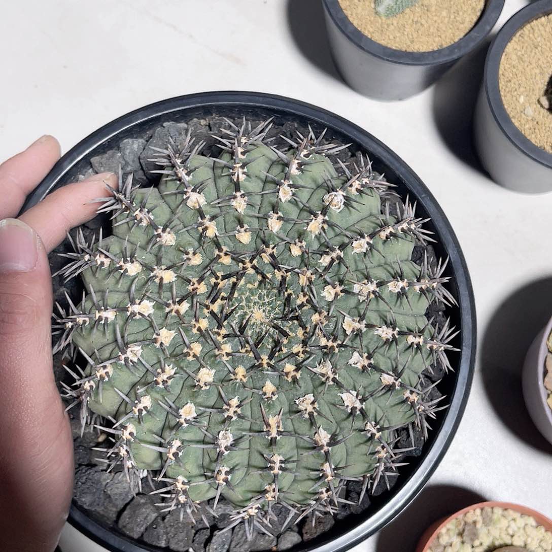 实生14➕cm黑刺凤头仙人球