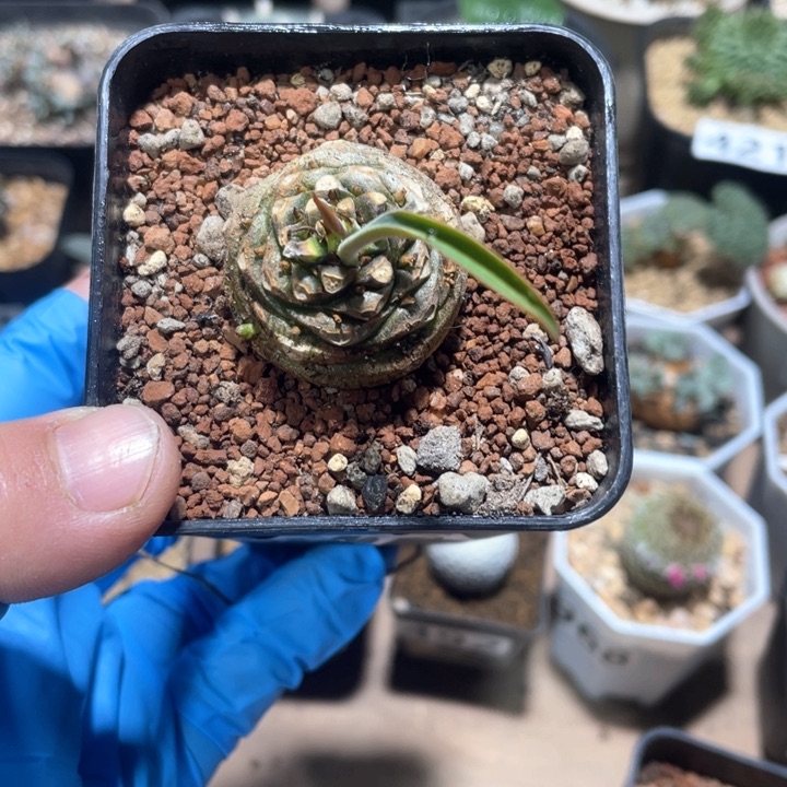 389铁甲丸仙人球