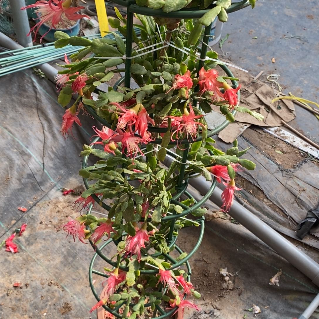 与***行无花朵福利款五层