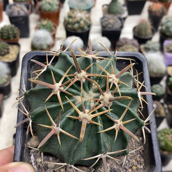 实生王凌波特价福利