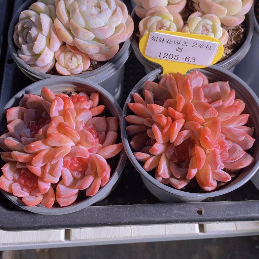 1205-63-精品糖心雪芙蓉群一个