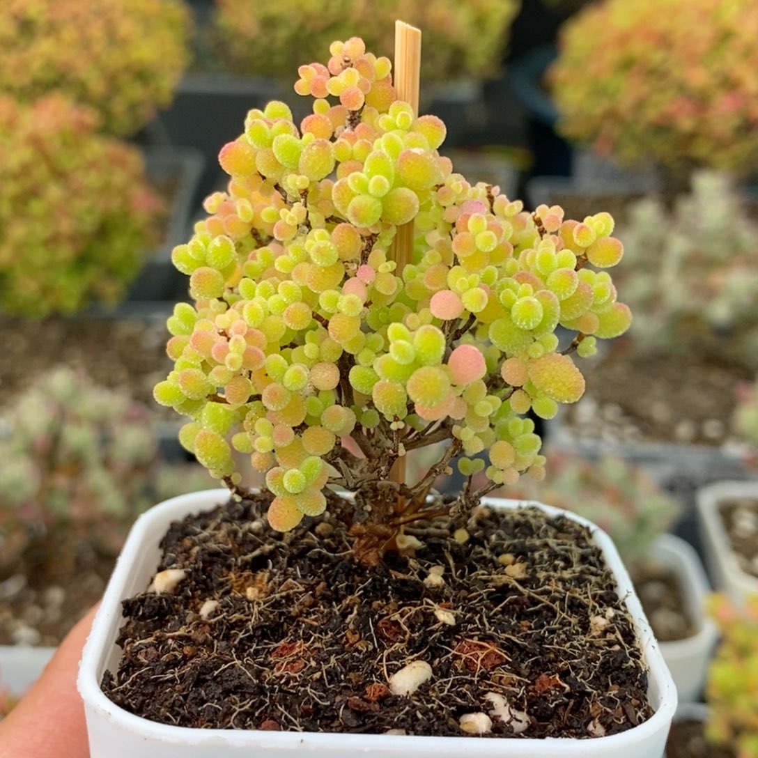 1876蜜橘糖球 。        