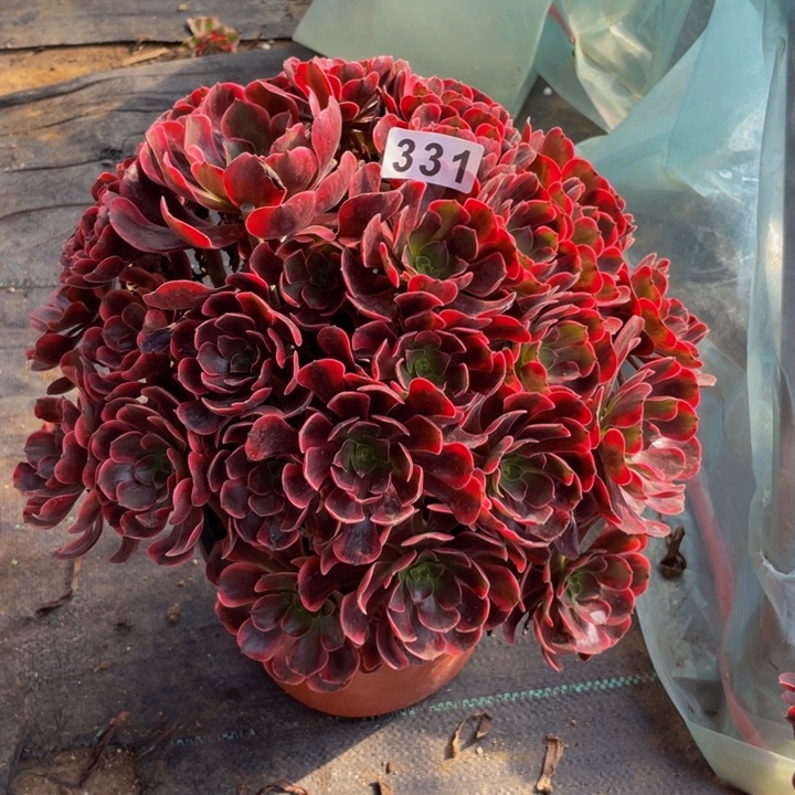 331老庄多肉法师爱神