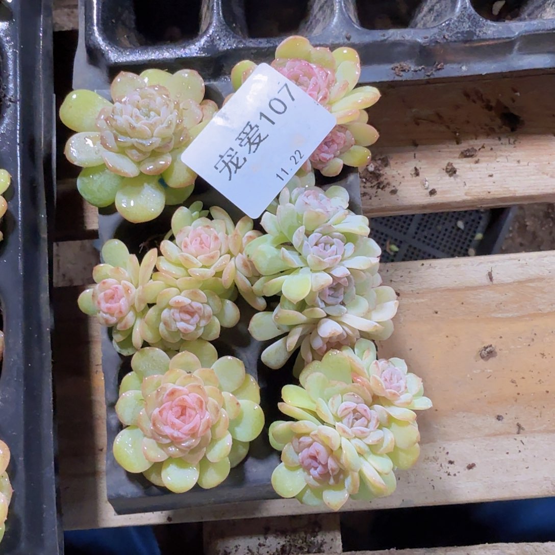 直播福利一物一拍107