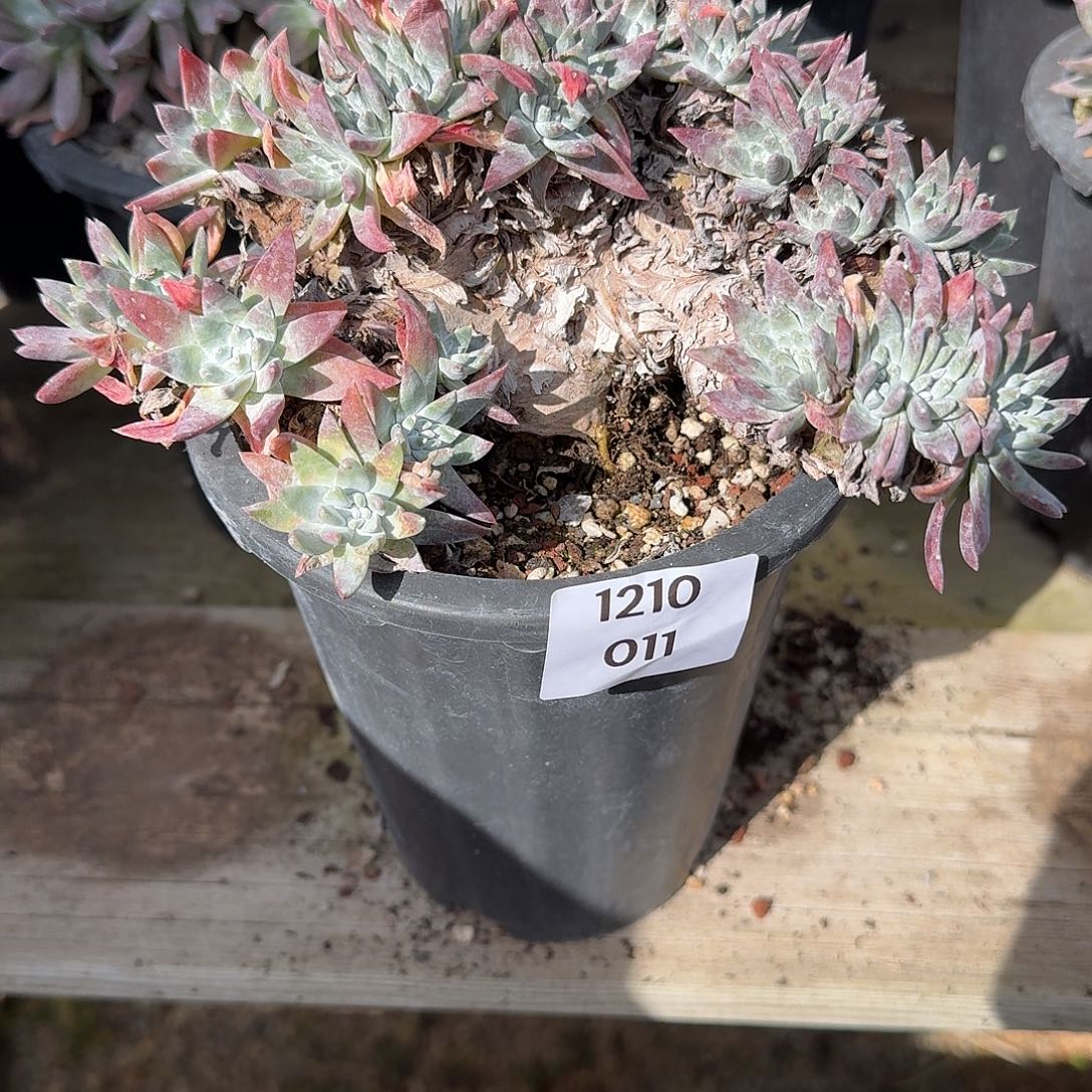 冰***水多肉植物一物一拍1210011