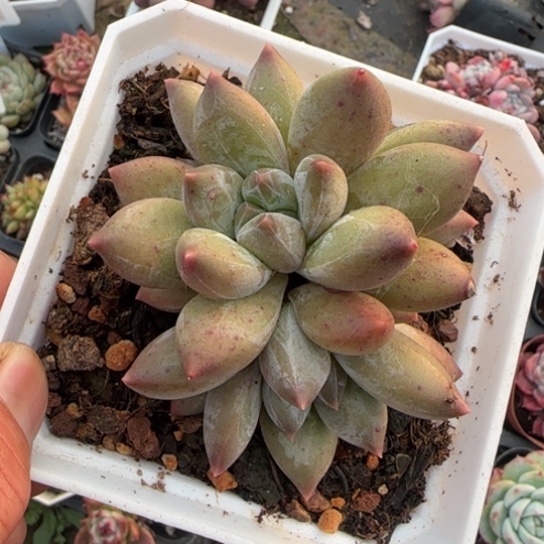 108重楼多肉植物多