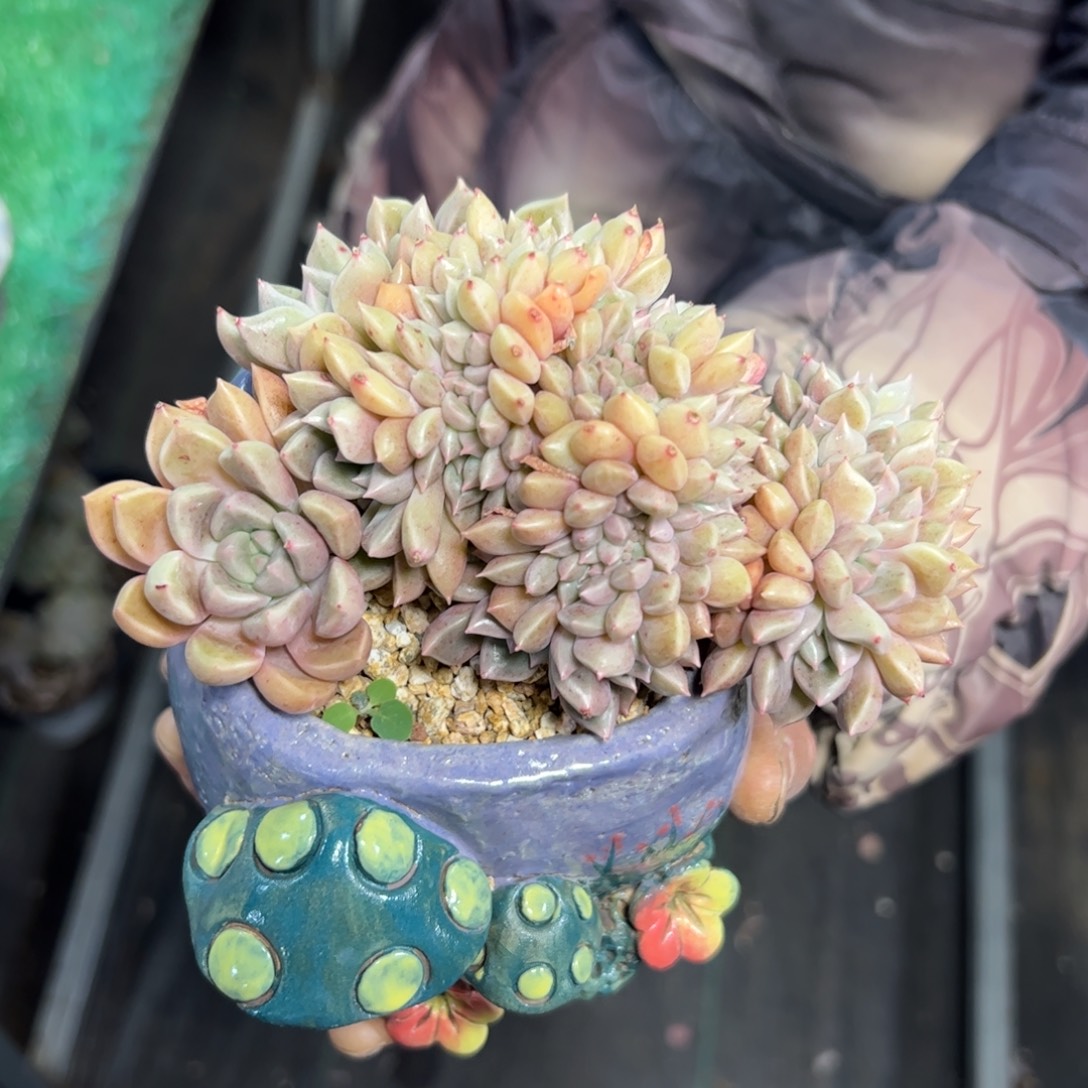 俪***芳084 多肉植物组合盆栽