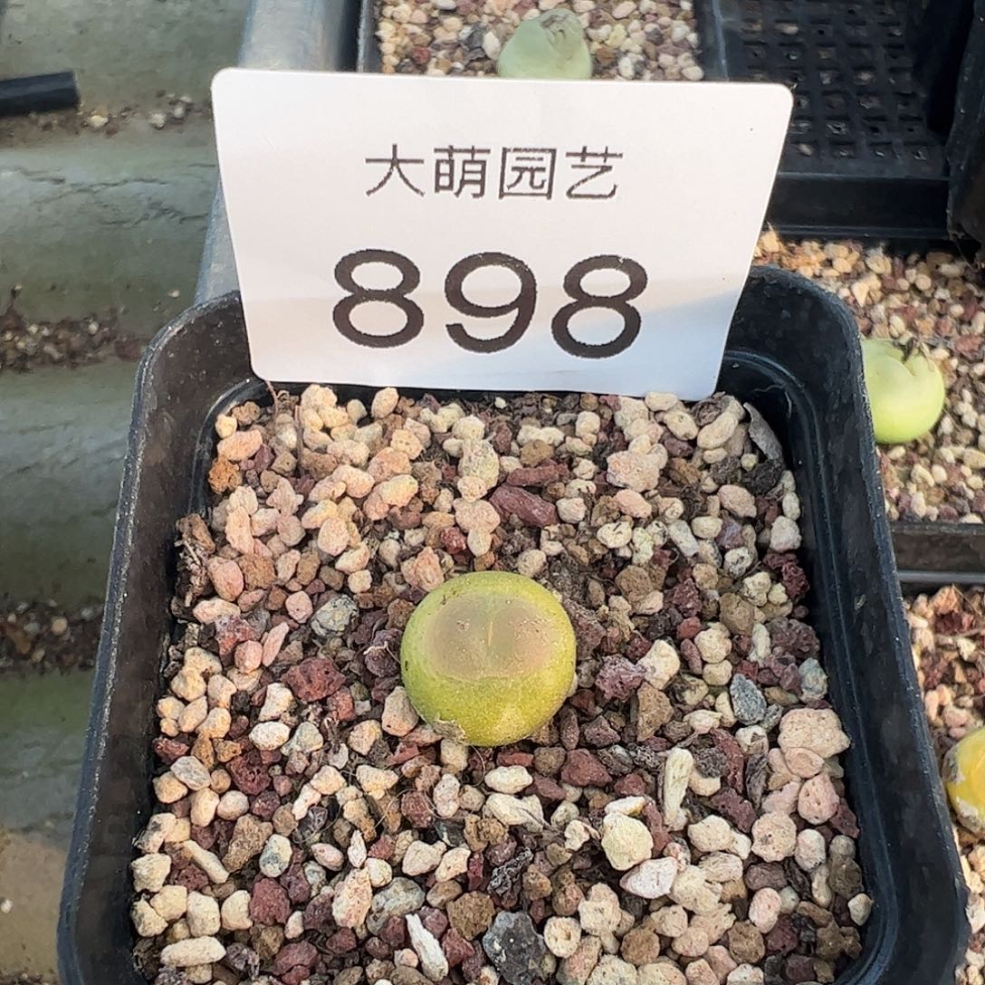 一物一拍            脱土发898