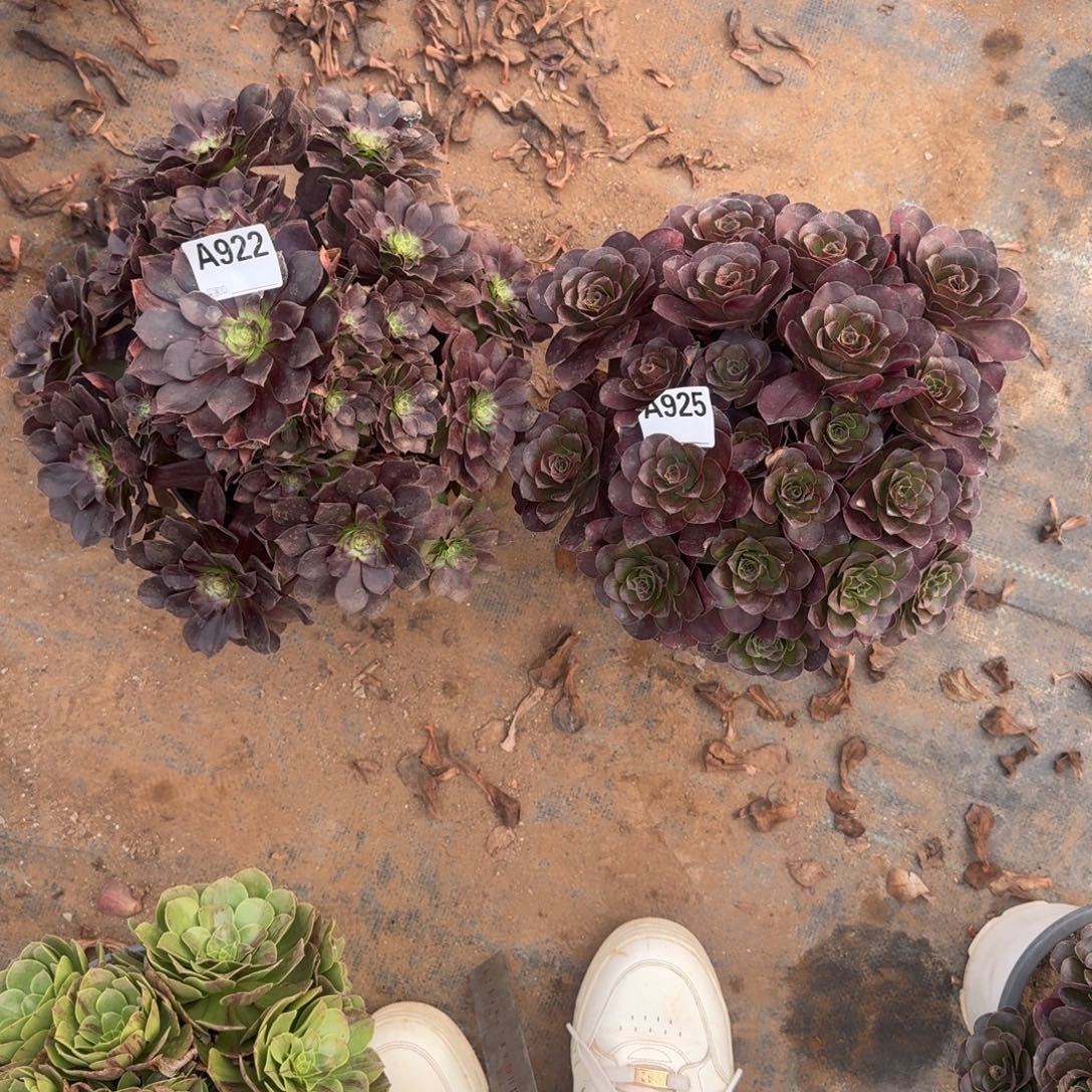 一***何组合法师一物一拍922.925