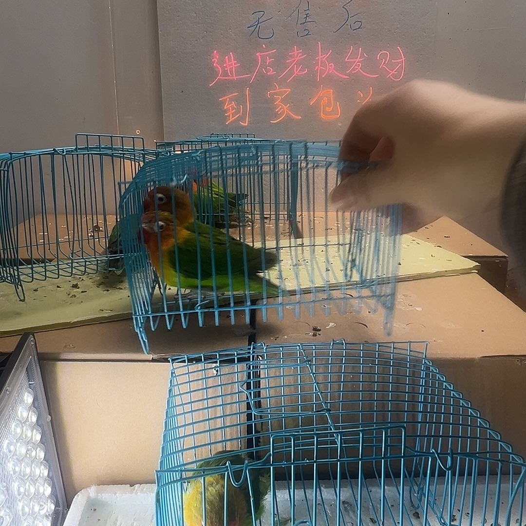 桃脸牡丹鹦鹉宗头一对