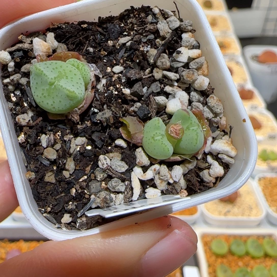 肉锥多肉植物百科-1455.8、1178