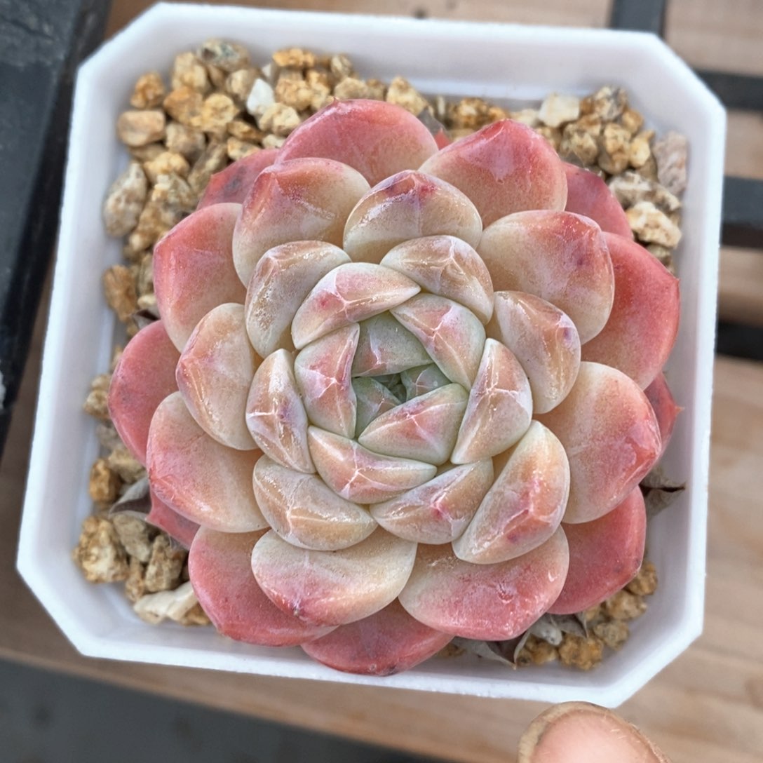 精品多肉一物一拍不包整32