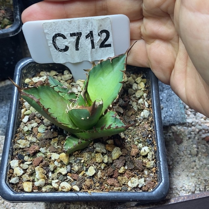 用****意福利红猫一颗如图！！！