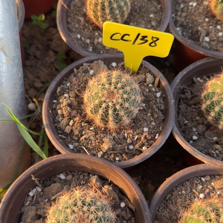 Cc138无跟侧芽三公分左右Y