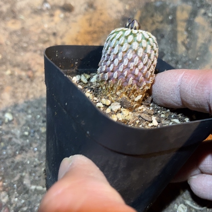 满38包邮2天凑单，脱土晾根年后发货多肉