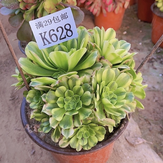 628金丝翡翠多肉植物