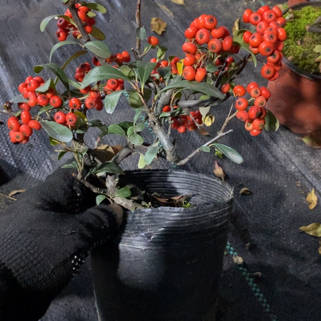 用***5无花朵盆景盆景25