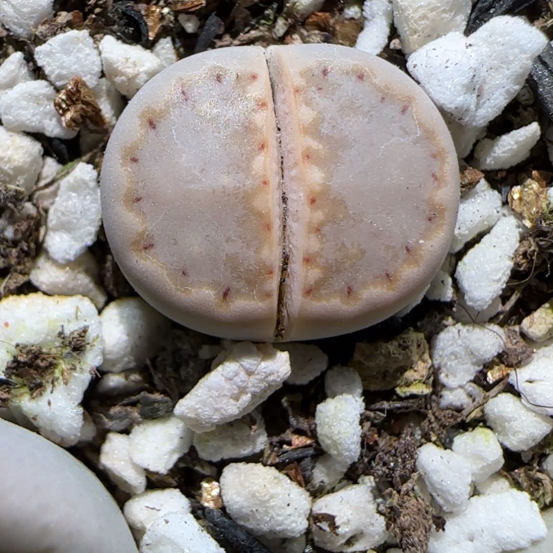 1.16，ken饼干，9033