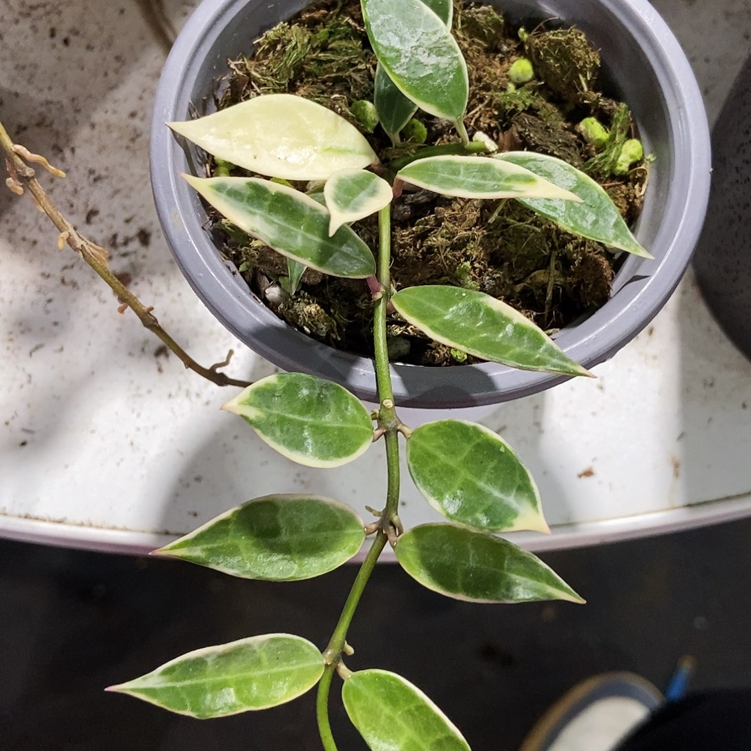 完全开放长叶裂瓣外锦150