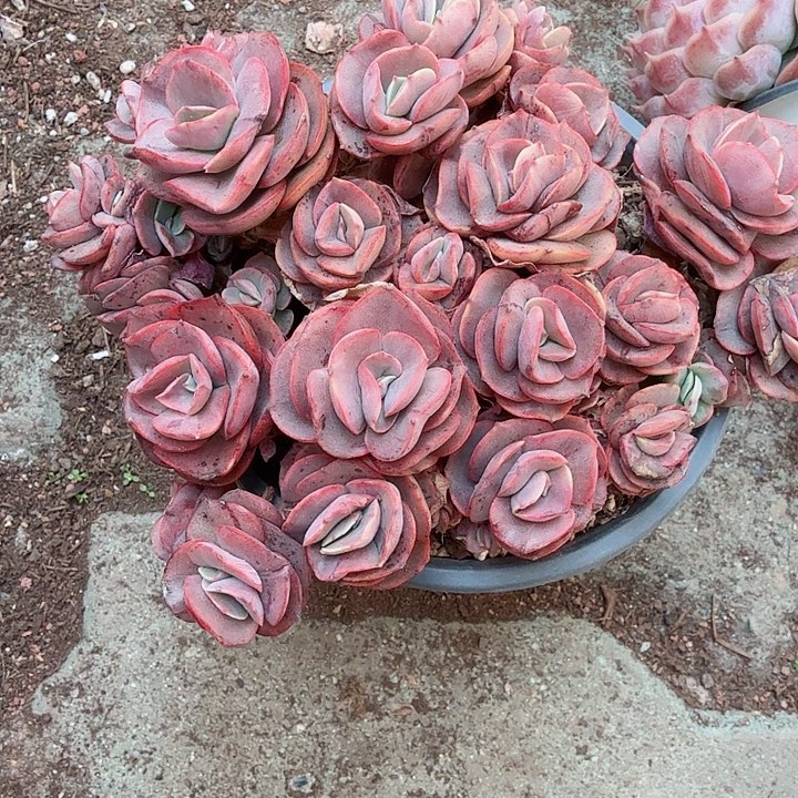 秀妍多肉植物精品