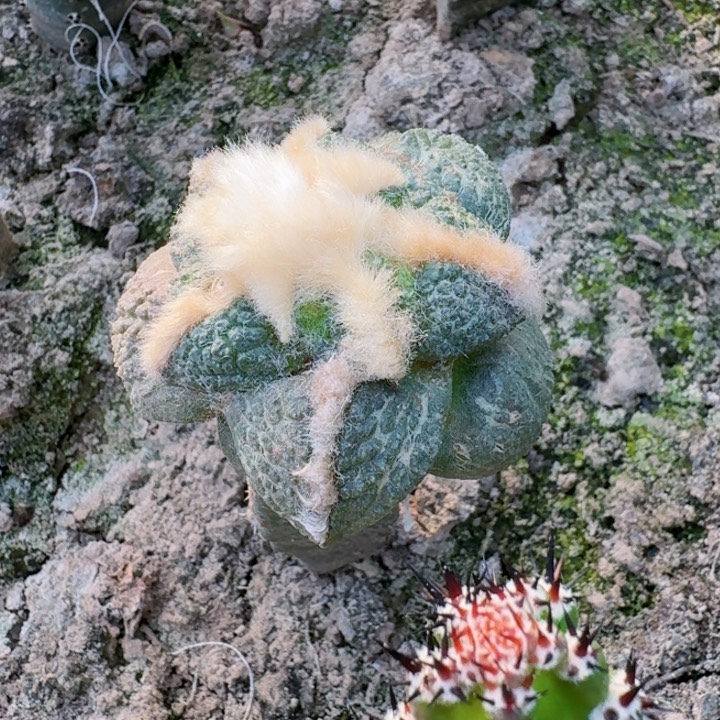 775炮弹尤连山牡丹