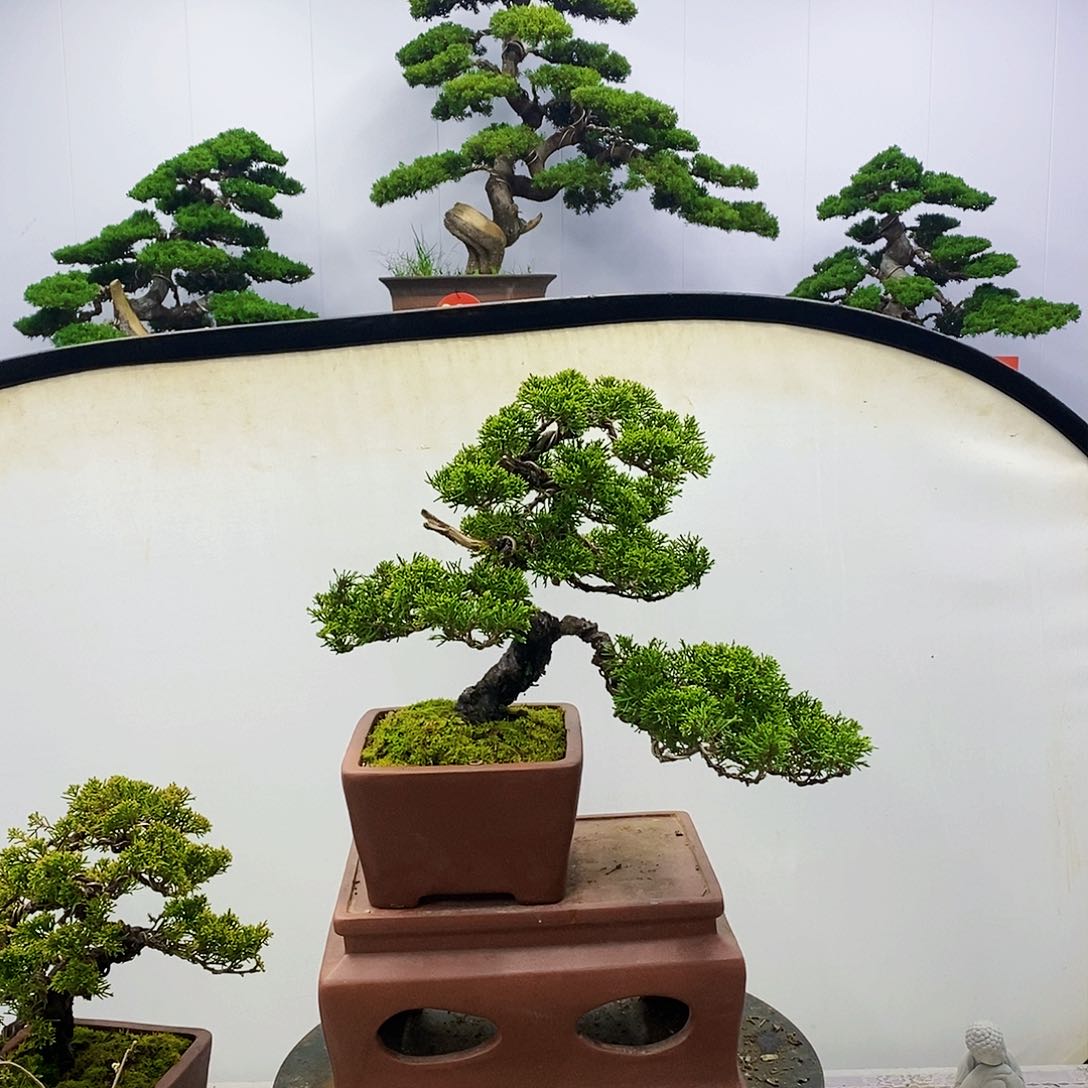 【闪购商品】无花朵用****6
