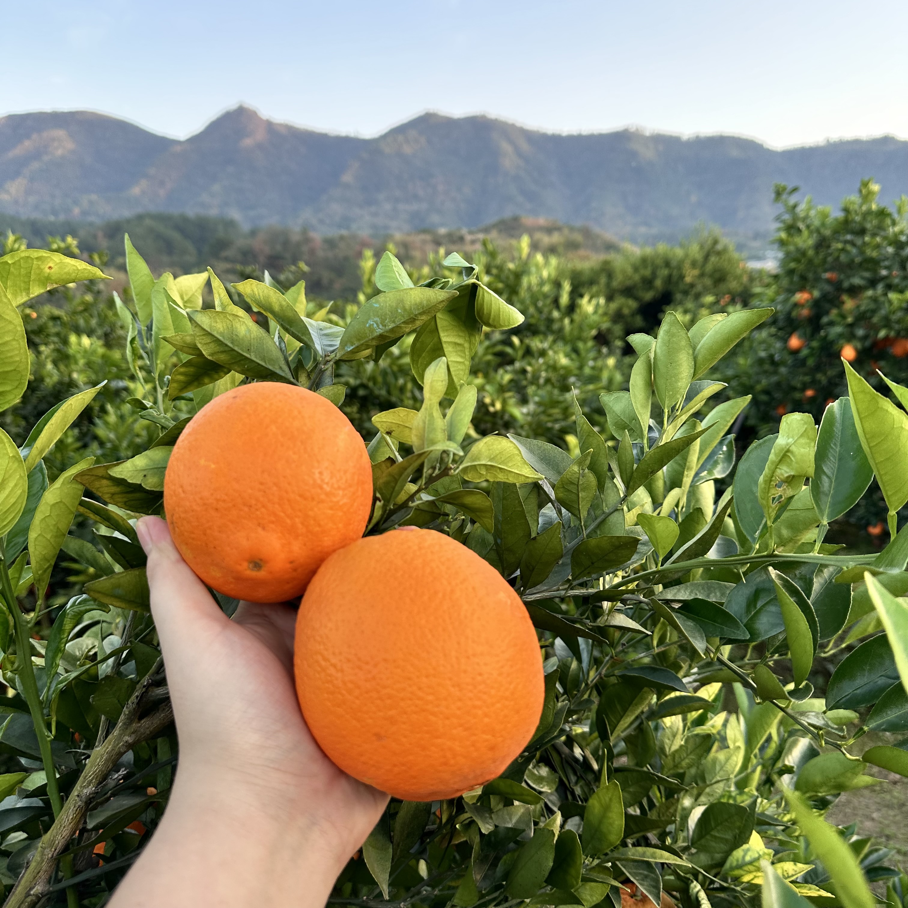 北纬28°脐橙【9.2斤大果宠粉赔本赚吆喝】昼夜温差糖分晒足180天