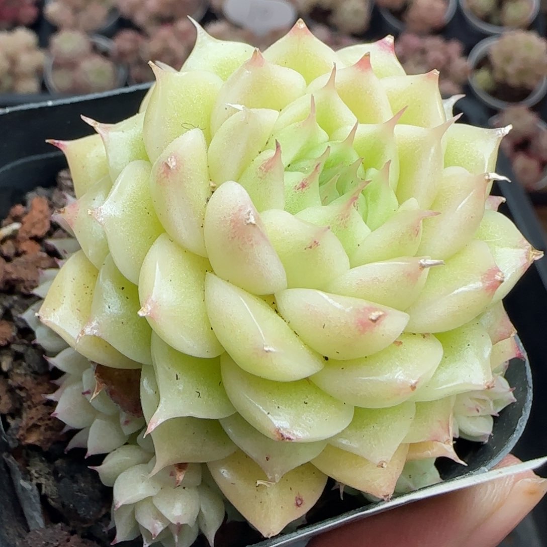 花语逸境0310-101