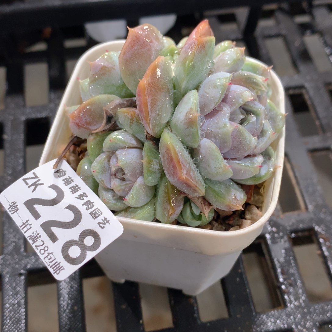 肉萌萌拇指盆精控多肉ZK228