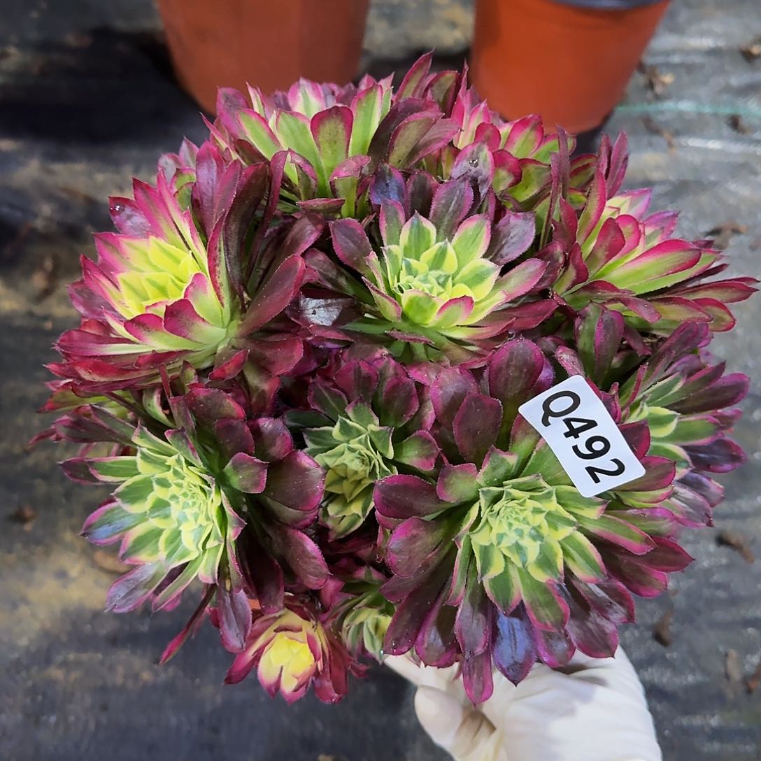 492天和44冠服21左右丛林