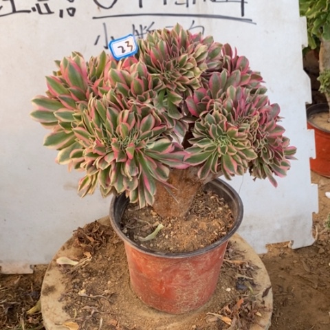 粉女巫缀一物一拍