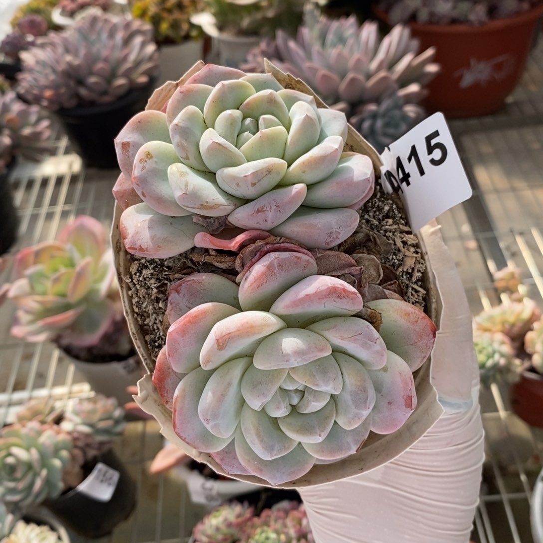 415冰玉多头一物一拍