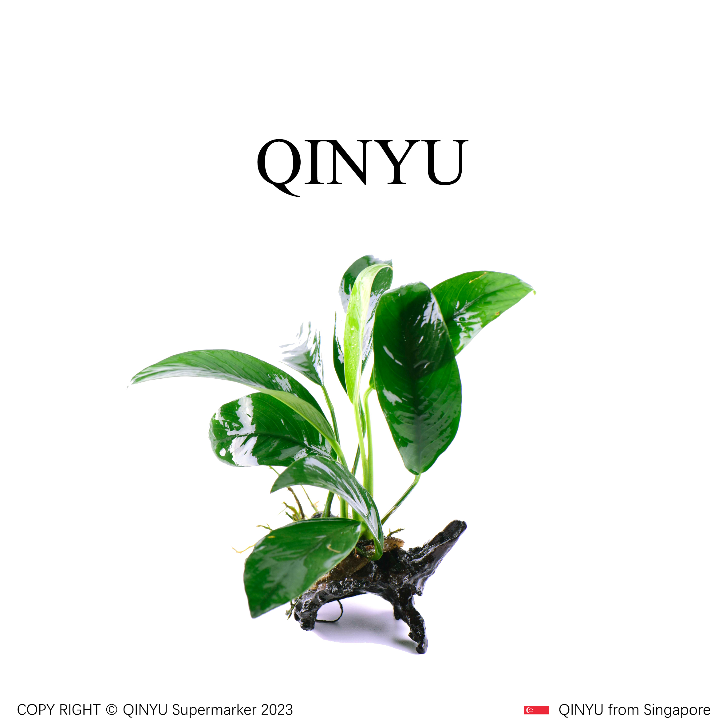 【沉木专场】真沉木丹麦尖叶榕 无需底沙种植入缸成景