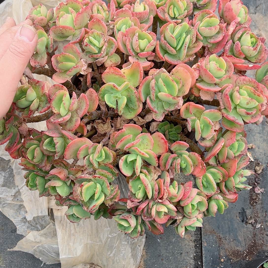 克里斯丁大盆整桩无砍