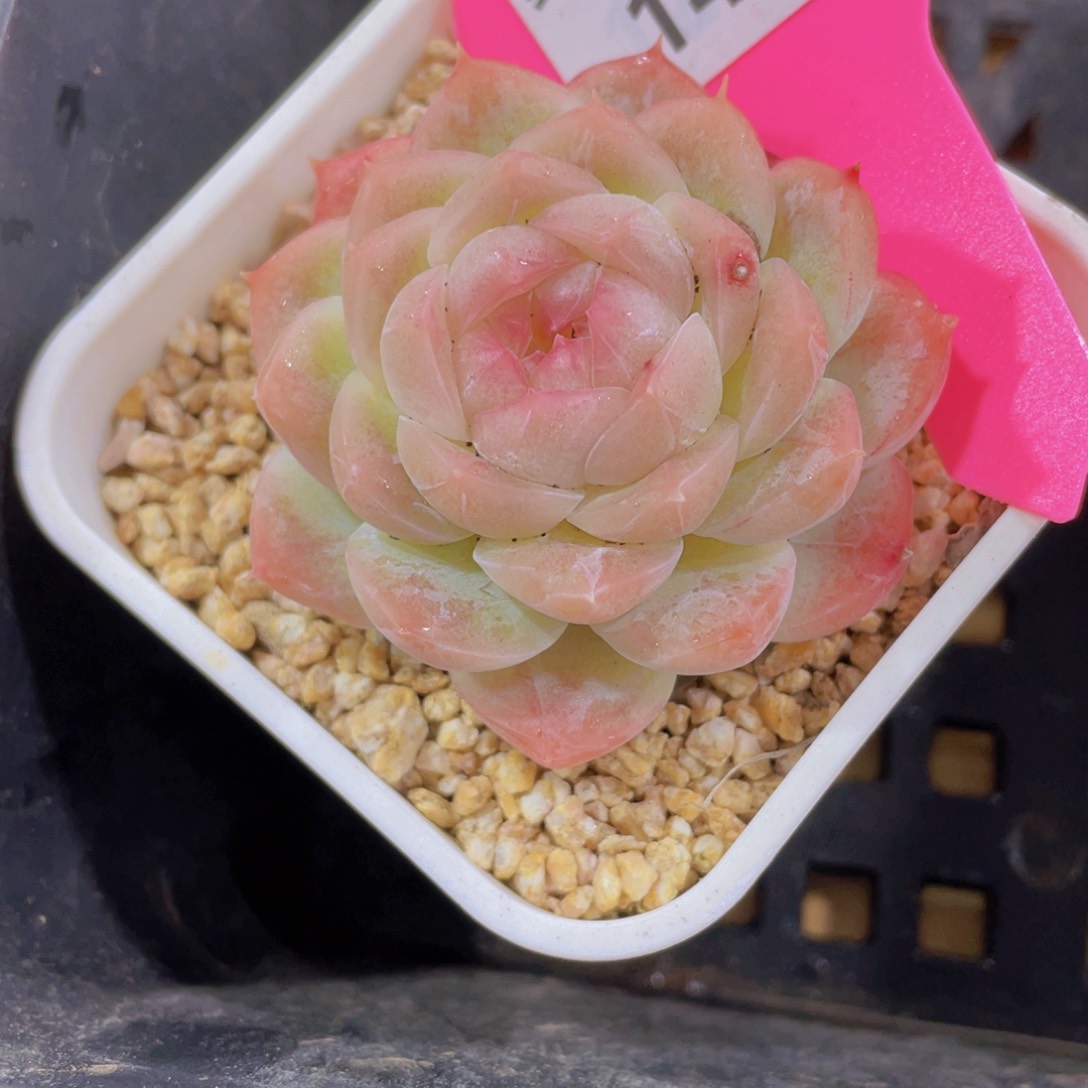 148号 粉透精品白桃带盆