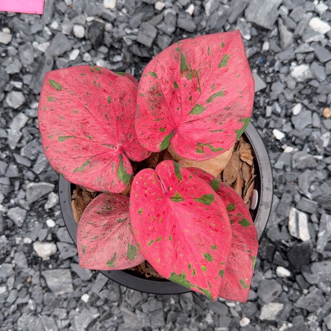 15-0907泰国发货实生