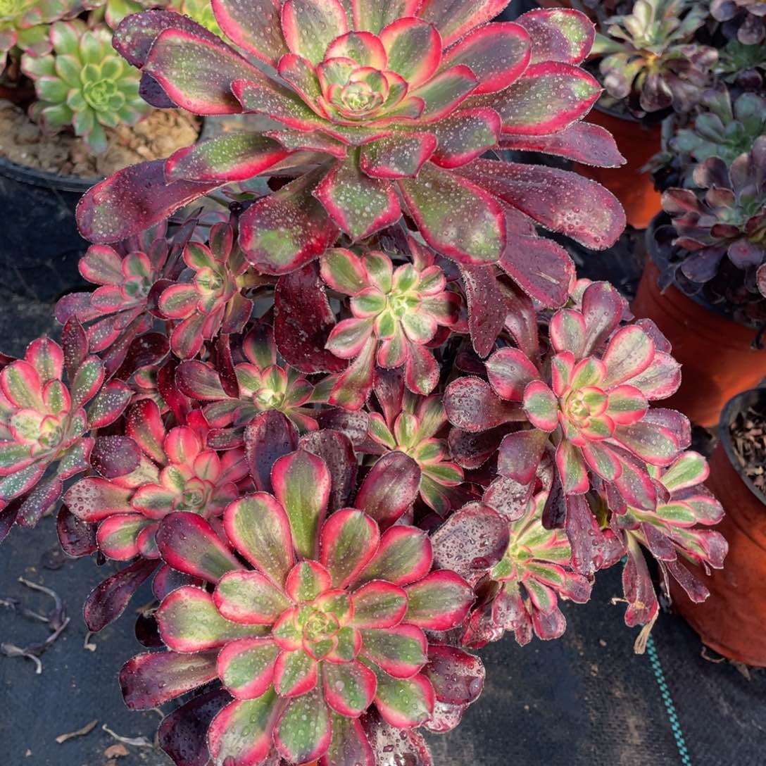 011丽娜精品法师多肉