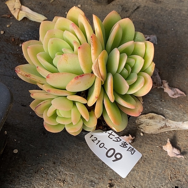 早***阳小七夕多肉柠檬茶09