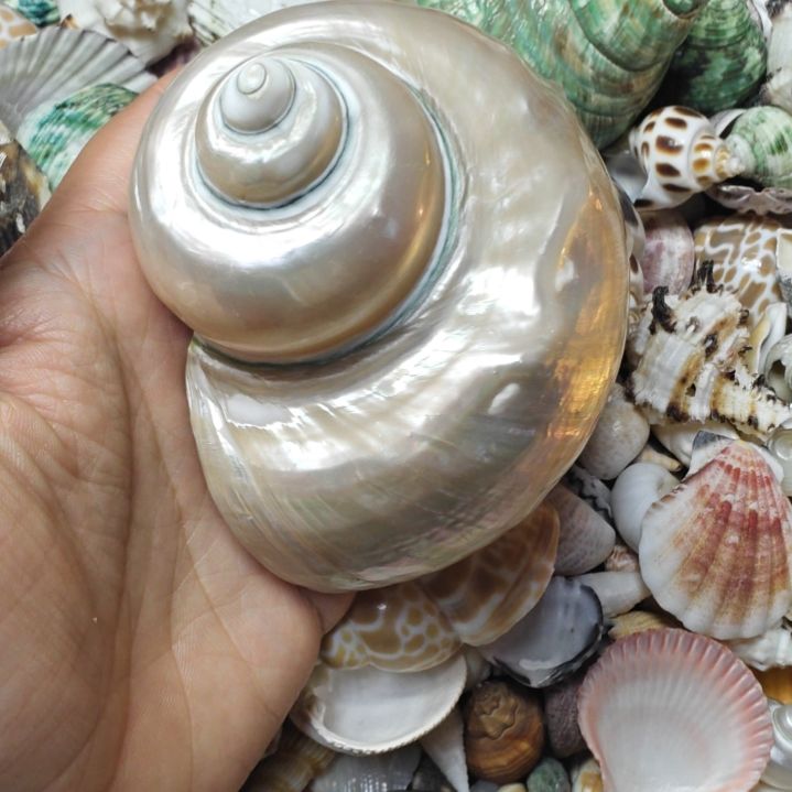石材天然海螺贝壳